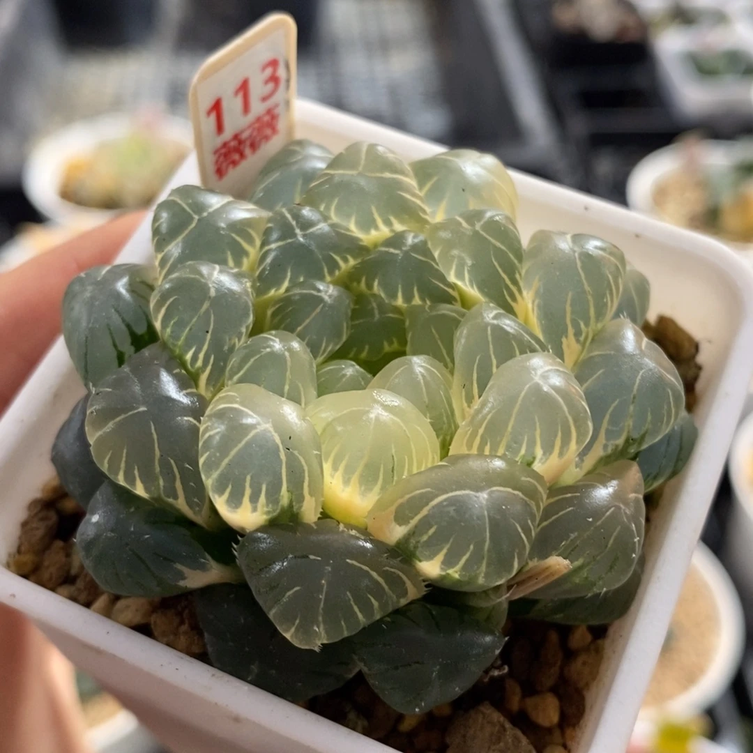 113湖斑湖水玉露锦