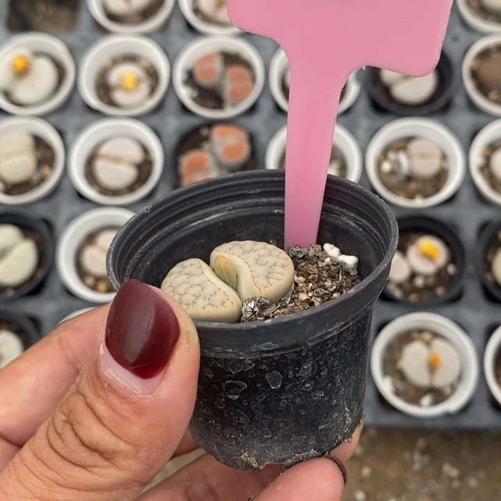 我***了生石花的季节到啦081