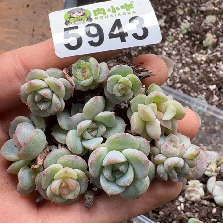 多肉植物多肉植物