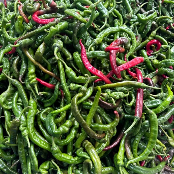 2025年湖南本地辣椒皮薄皮软螺纹椒螺丝椒青辣椒农家肥自辣椒