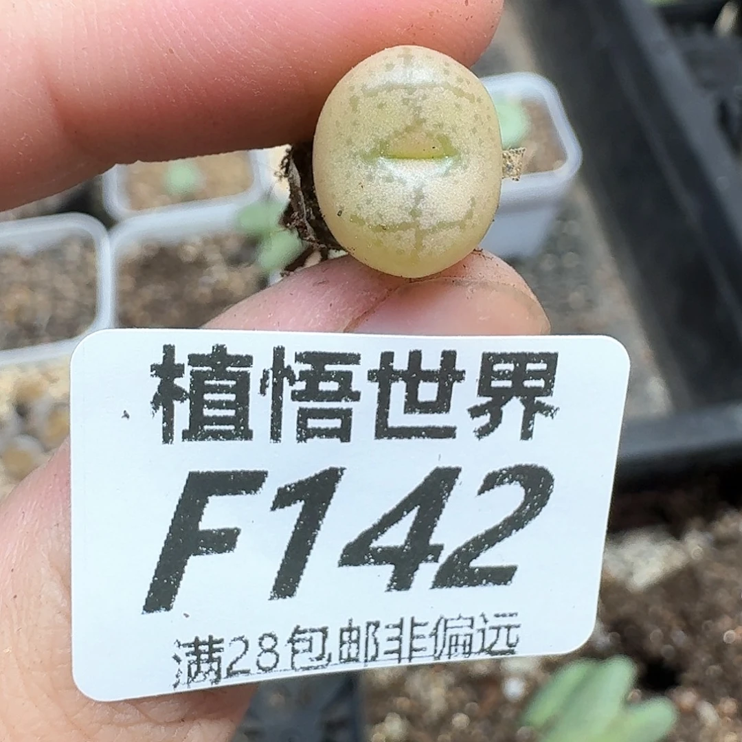 的润泽的润泽地方fe