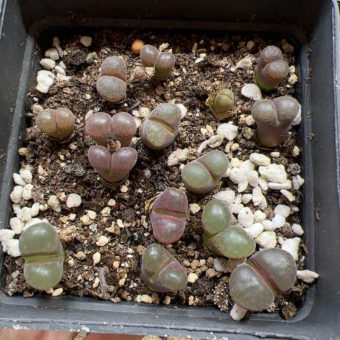 【闪购商品】198 风铃