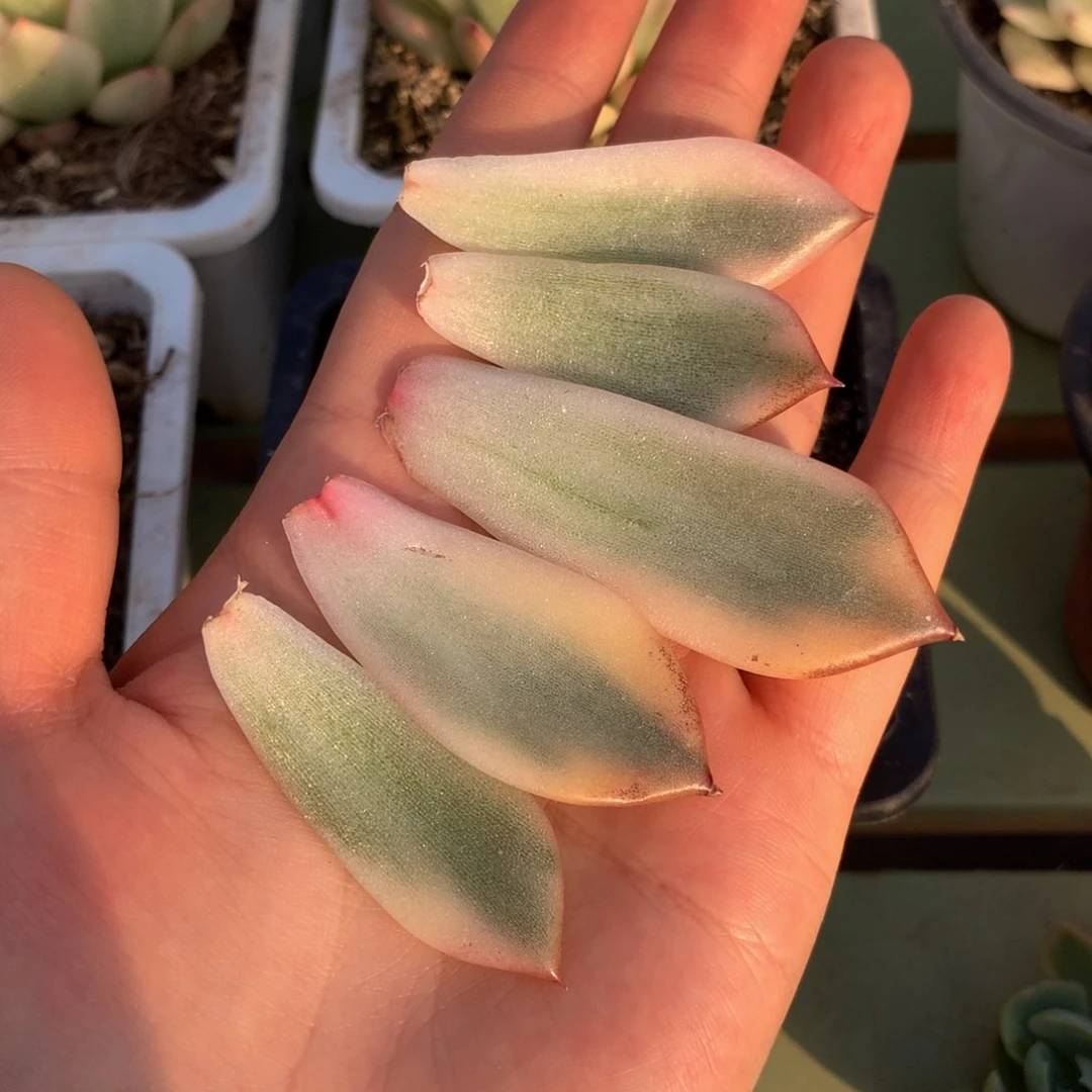 柠*.火焰山锦叶片锦上园艺一物一拍