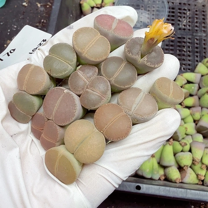 哈哈笑不出眼泪170不