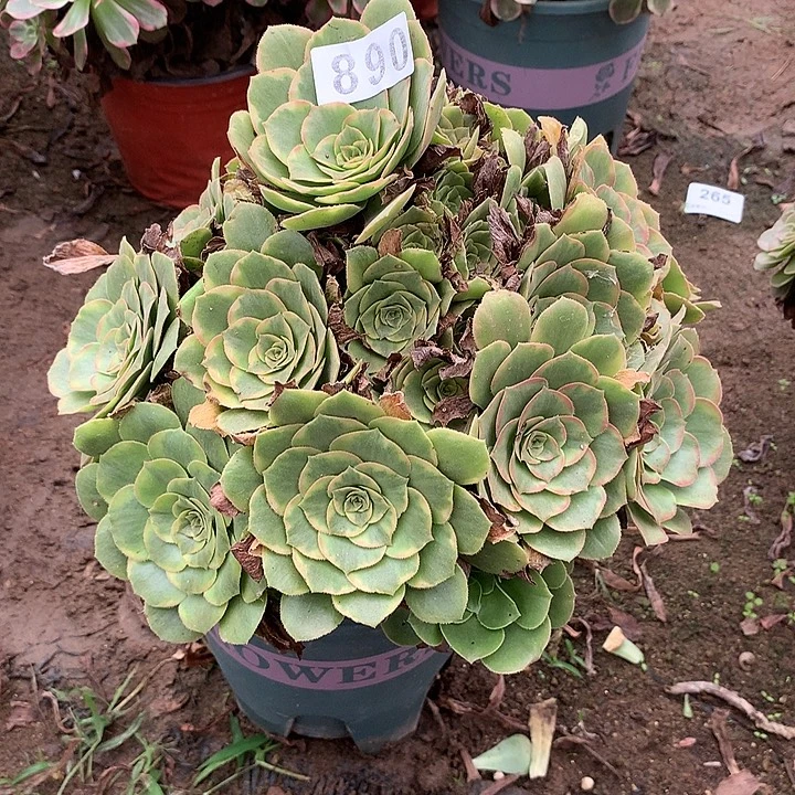 多肉植物金秋890号