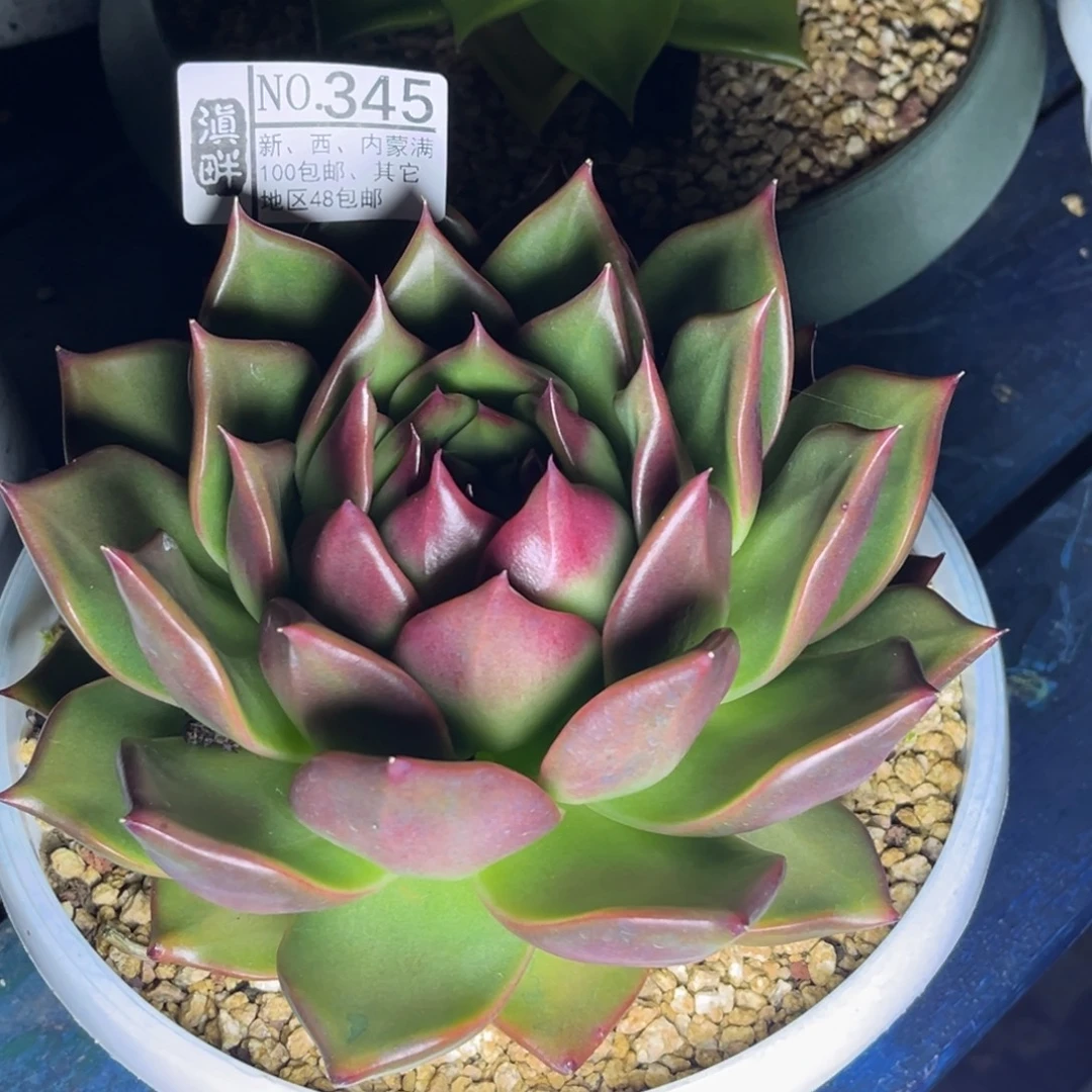 345…………………………血皇后