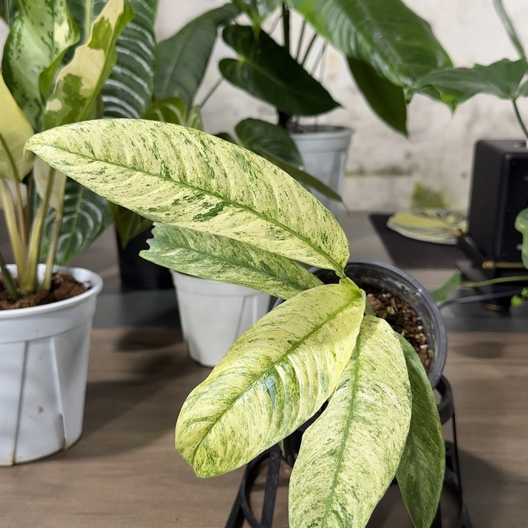 无花朵虫洞崖角藤