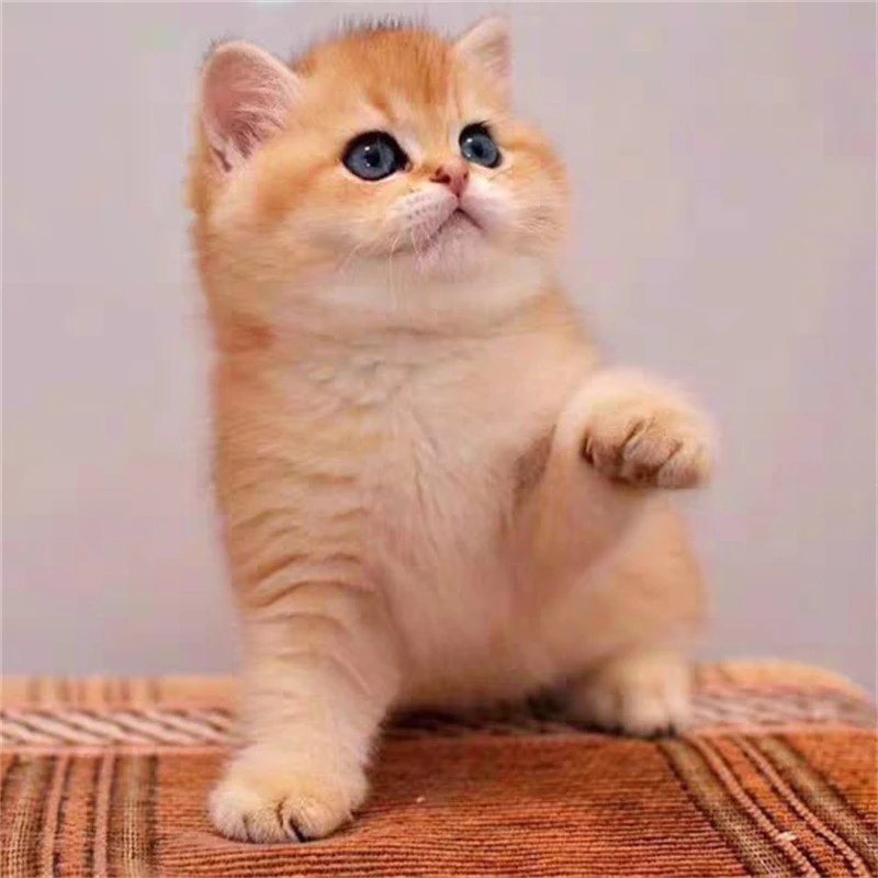 全品类猫蓝猫英短金渐层缅因暹罗布偶