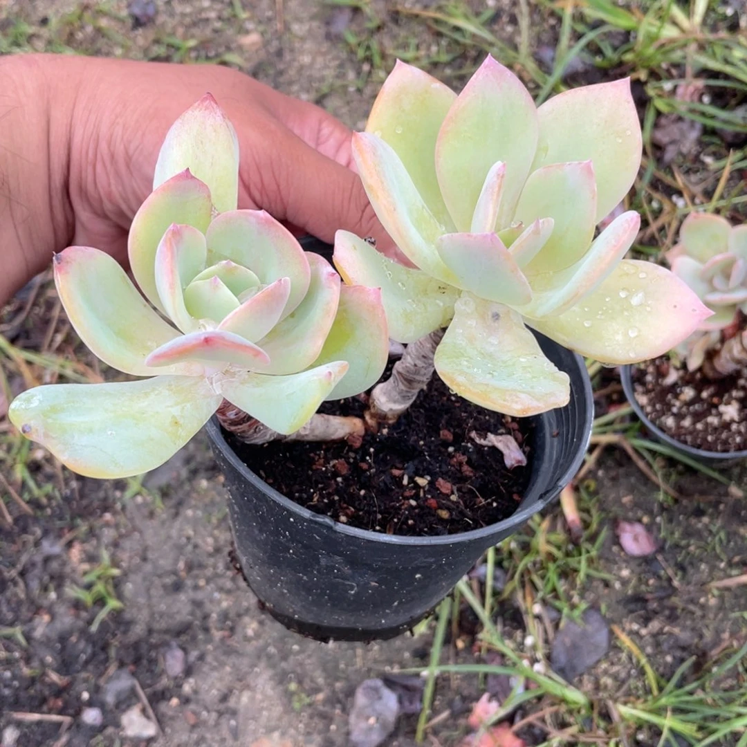 2802 白凤 六月六