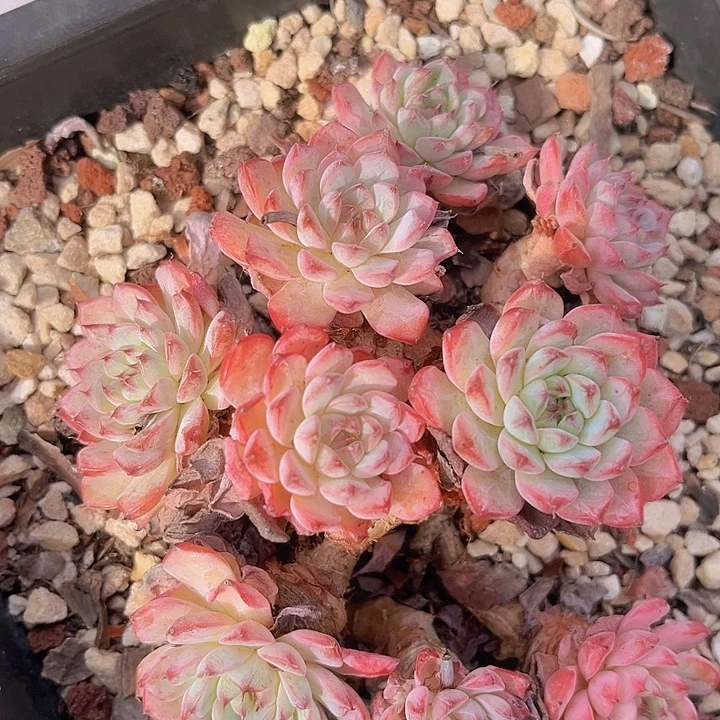 粉姬莲20193多肉植物