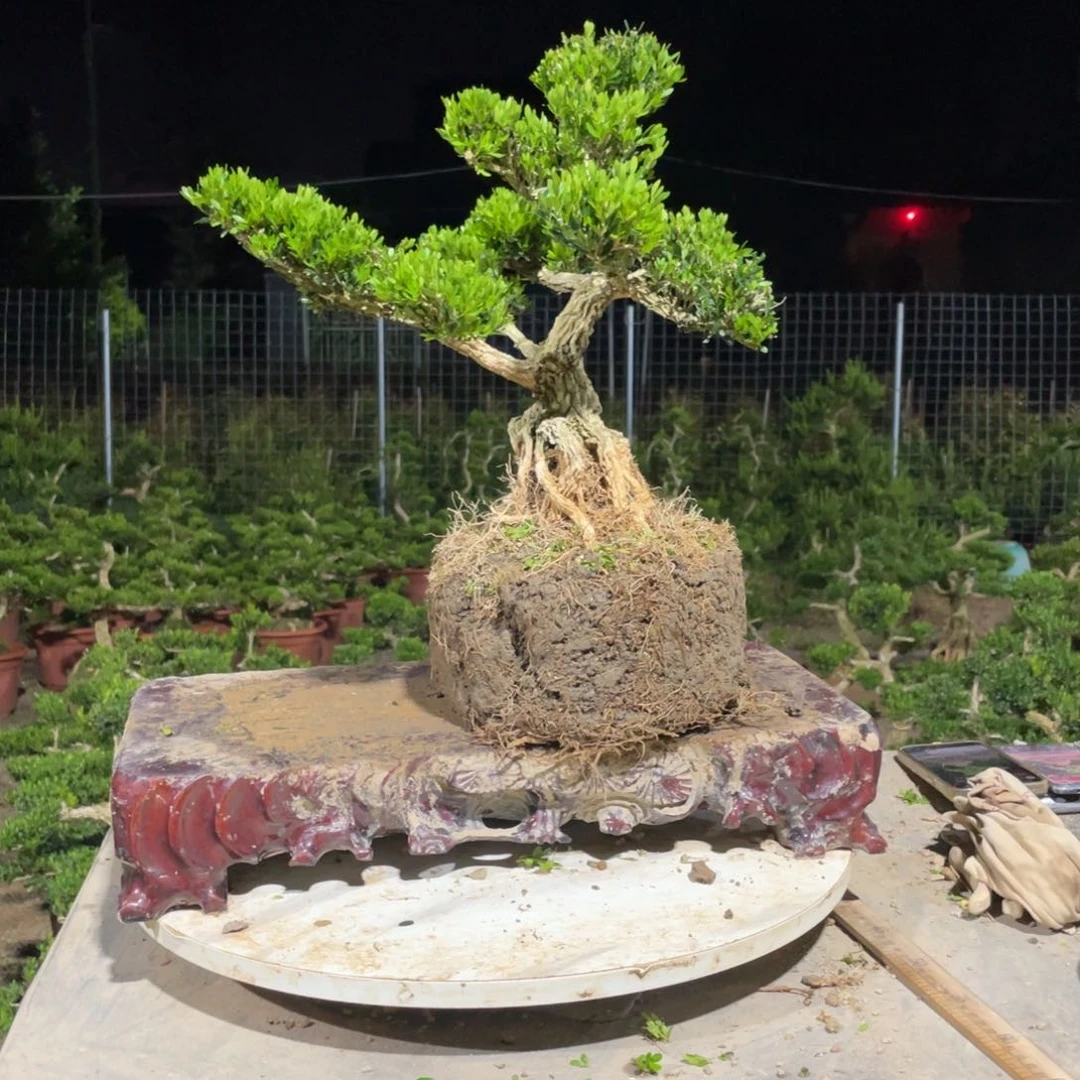 完全开放葉***行黄杨盆景