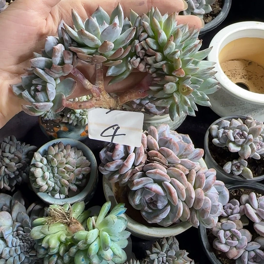 星影小树缀化一物一拍4