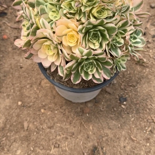 迈巴赫9.99加急发明天早上