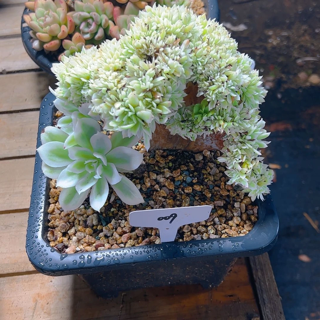 婷**?009柠檬玫瑰锦缀68。。。。