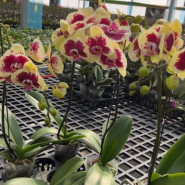 大部分花苞少量开放黄金熊猫