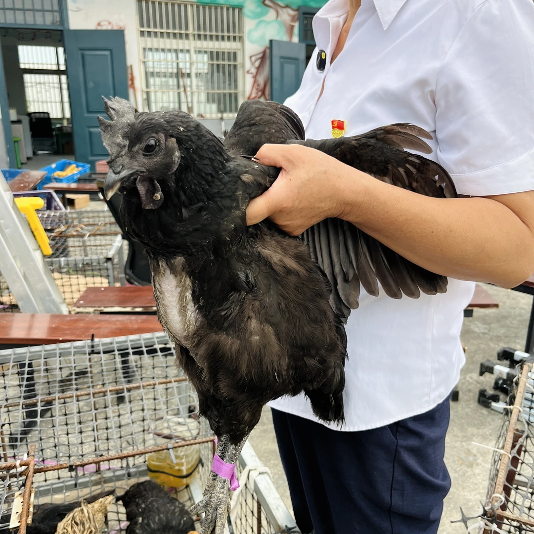 【乌鸡】农村散养粮食乌鸡