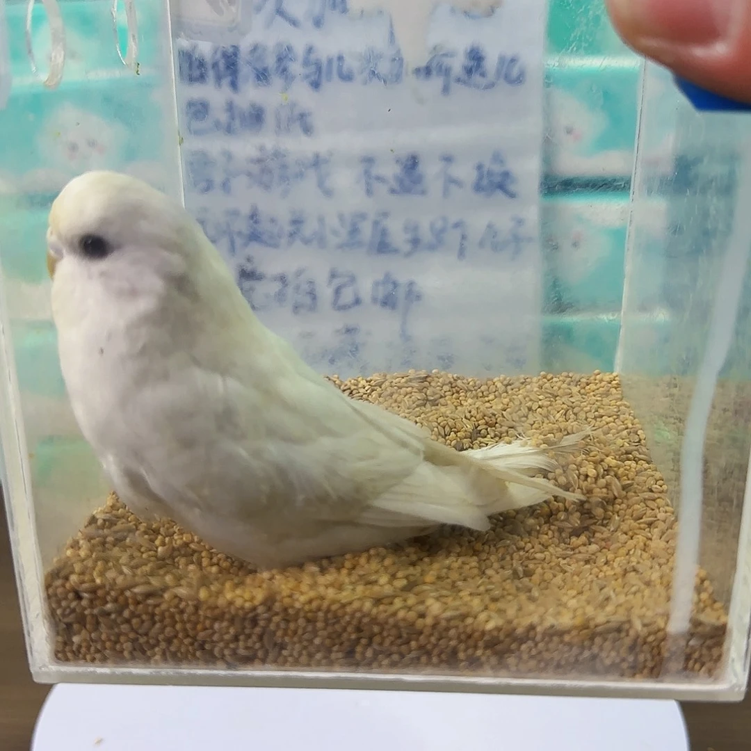 虎皮鹦鹉纯白妹妹