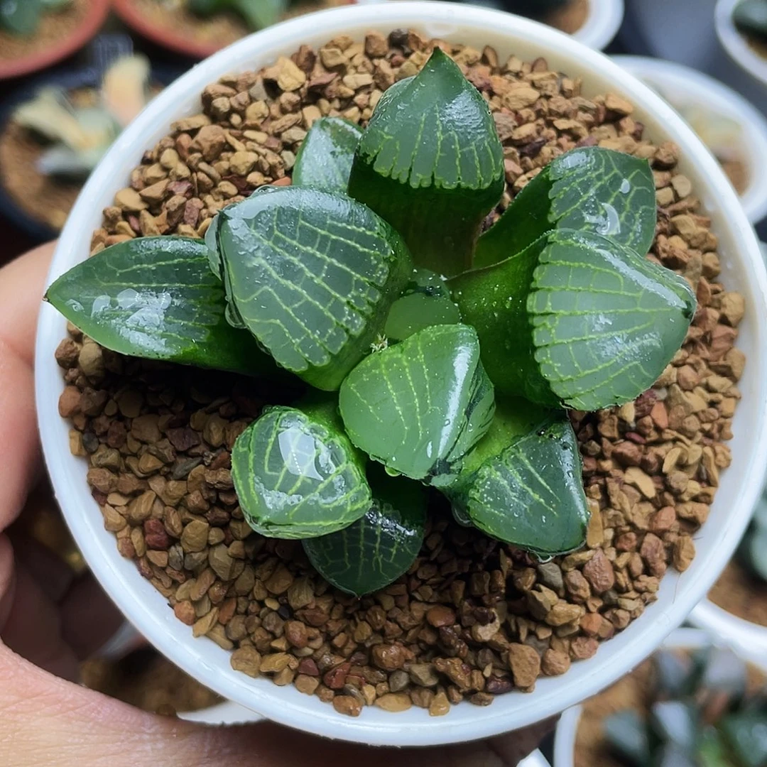 裹克实十二卷多肉