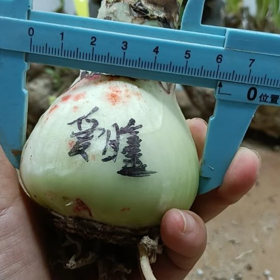 无花朵爱瞳6+裸球发货