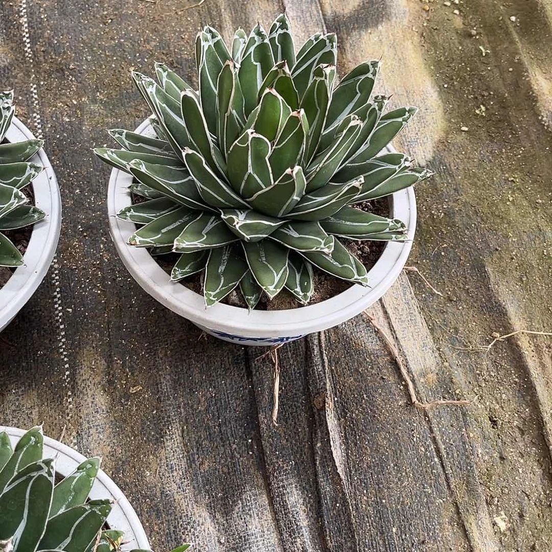 静***初世之雪龙舌兰花卉绿植