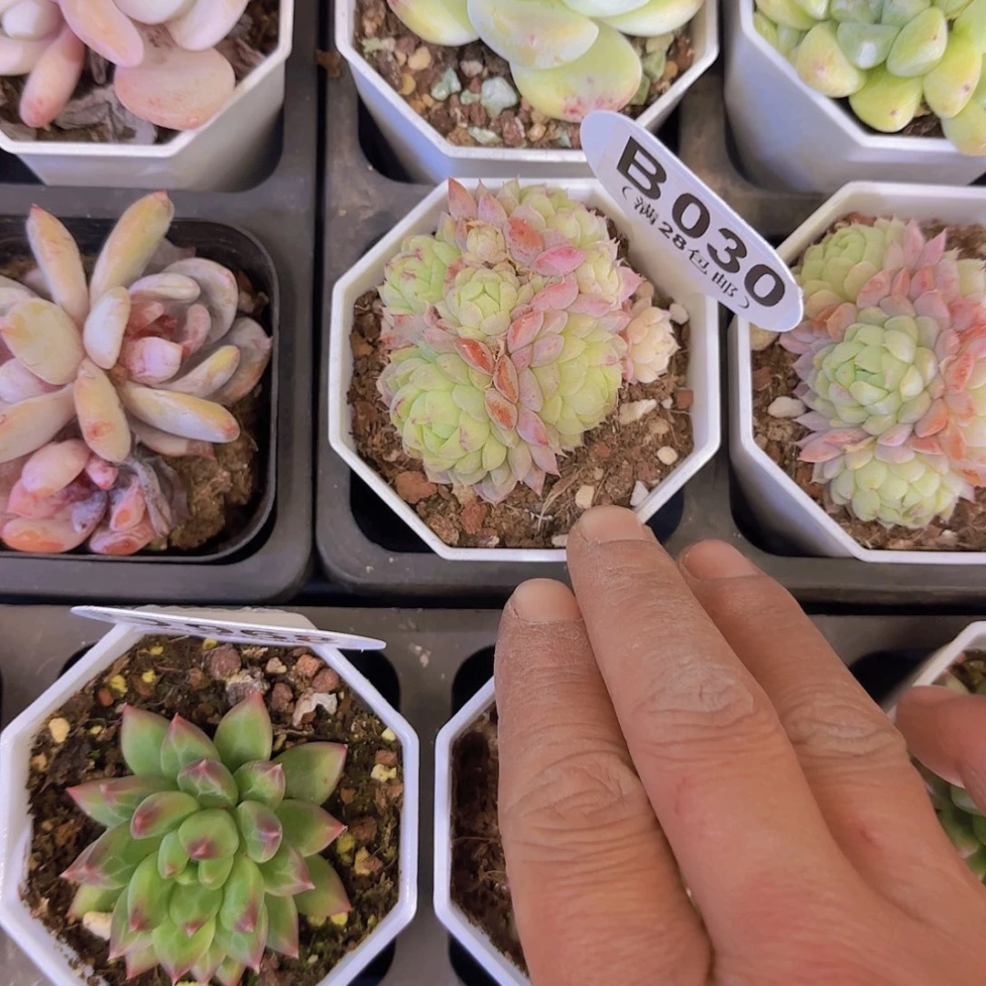 仙*啾B030羊脂球一物一拍