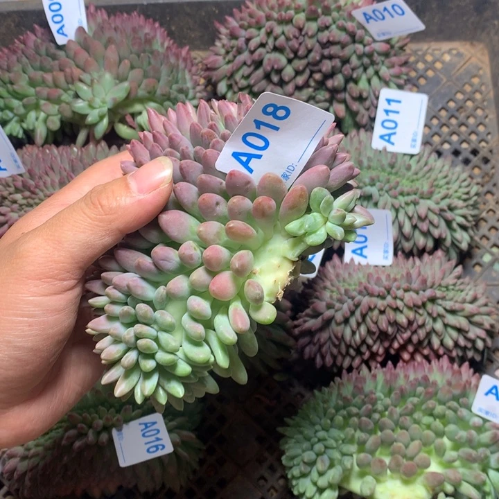 星***梨018 满28冷链脱土发货