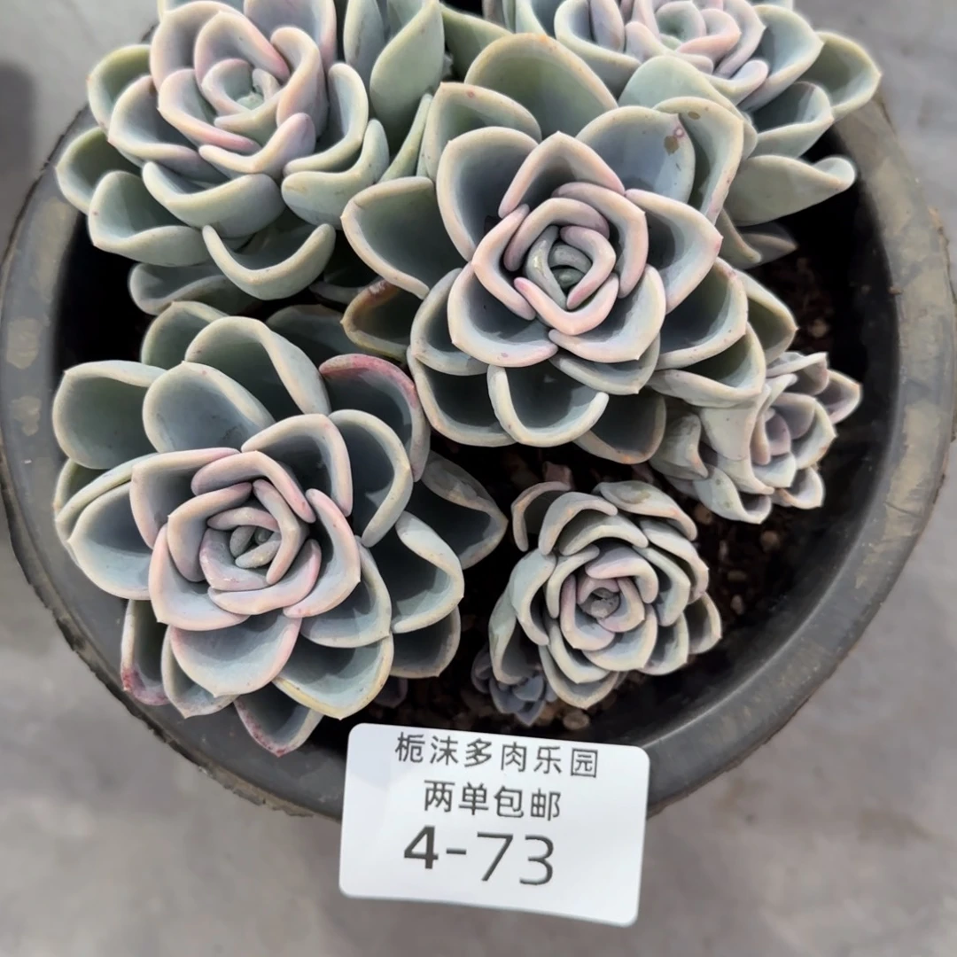 4-73美尻多肉植物