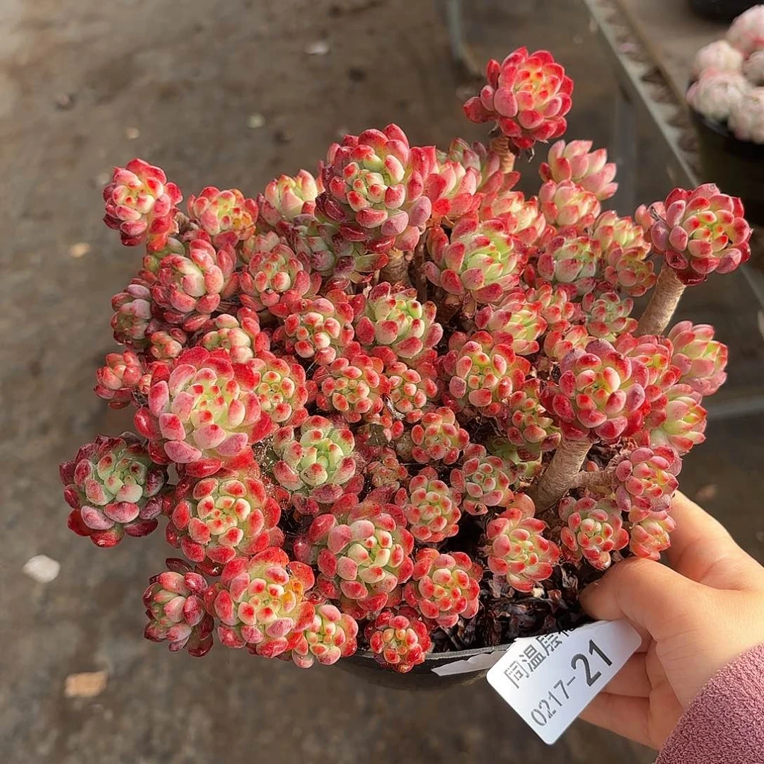 同温层多肉蓝苹果21