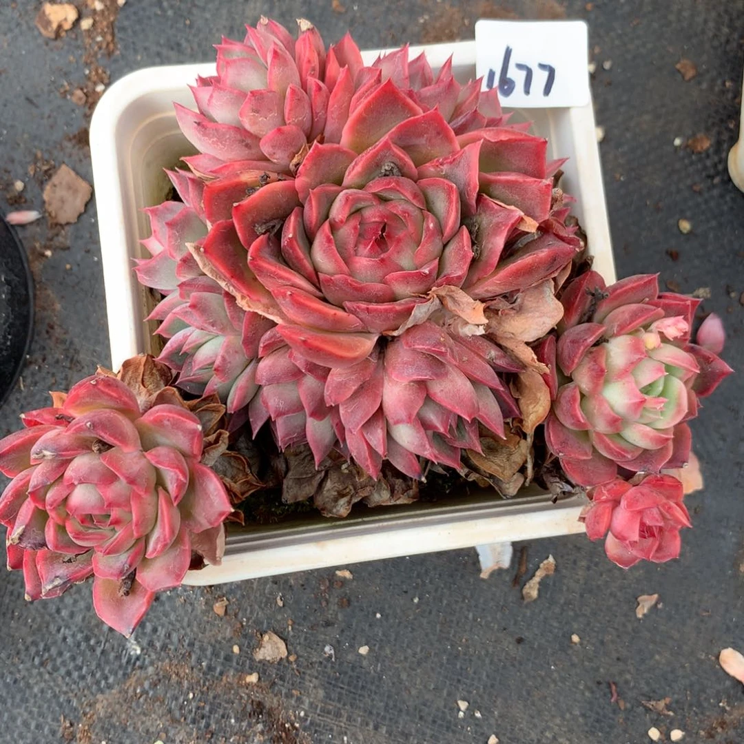 1677有叶伤特价处理