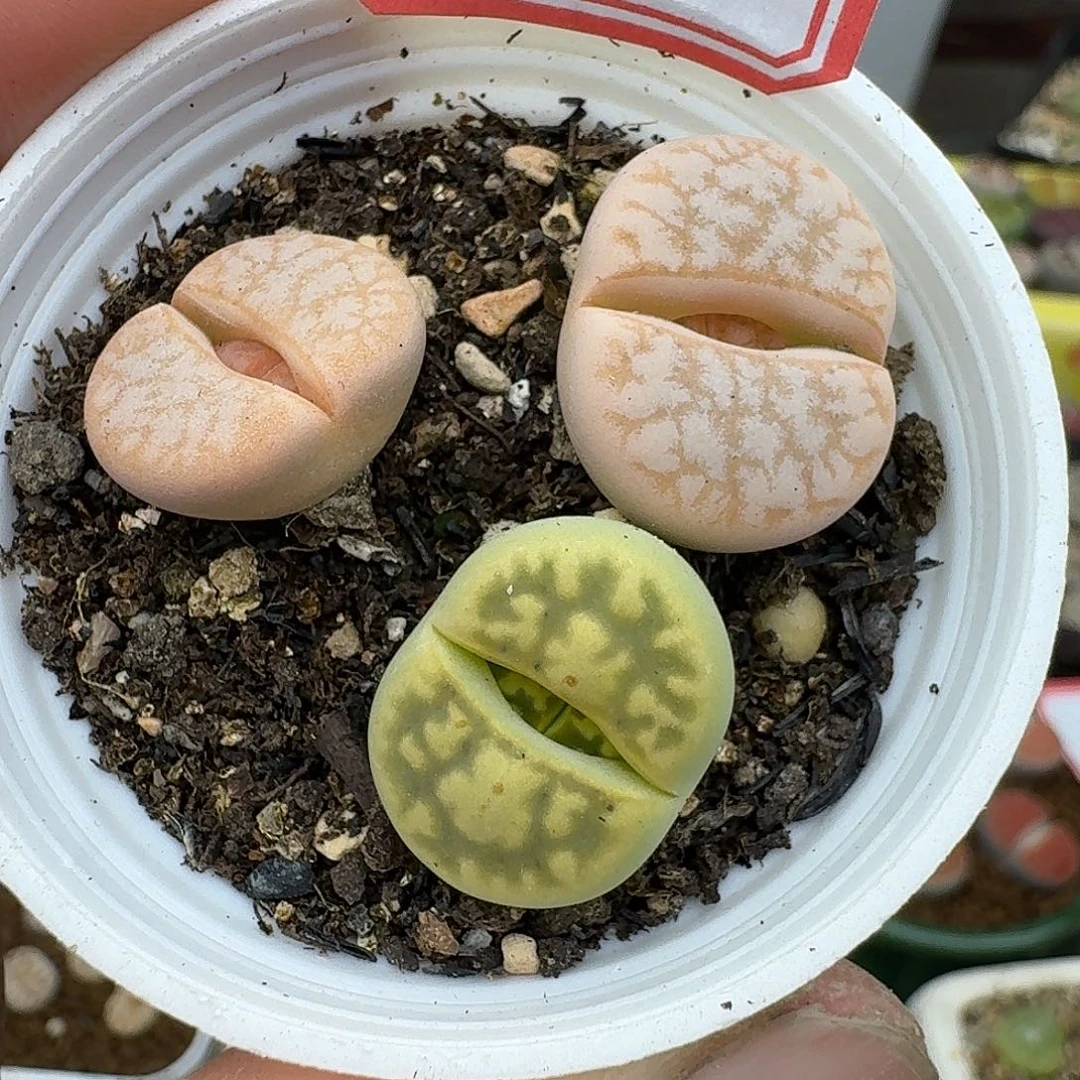 104多肉给哈哈给哥哥哈