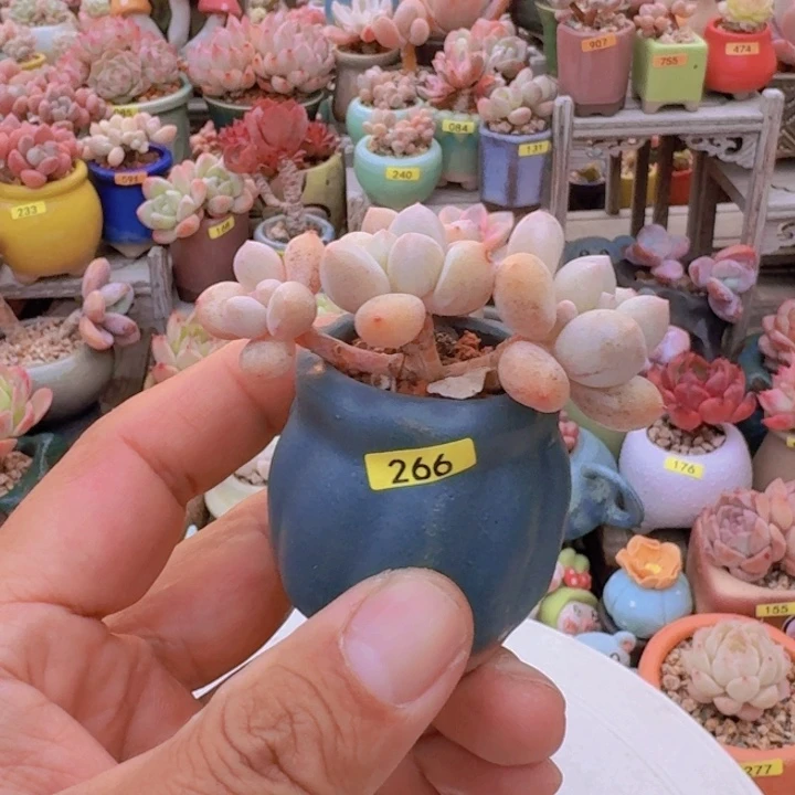 甜****一物一拍编号266