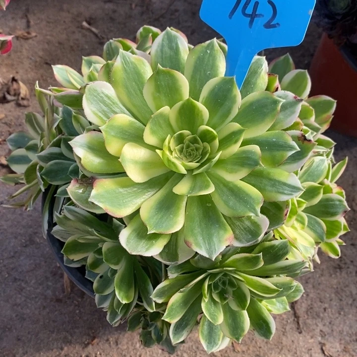 142 一颗海鲜法师多肉