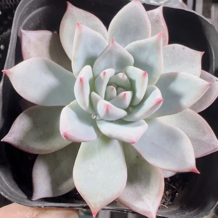 粉蓝鸟精品多肉植物大战