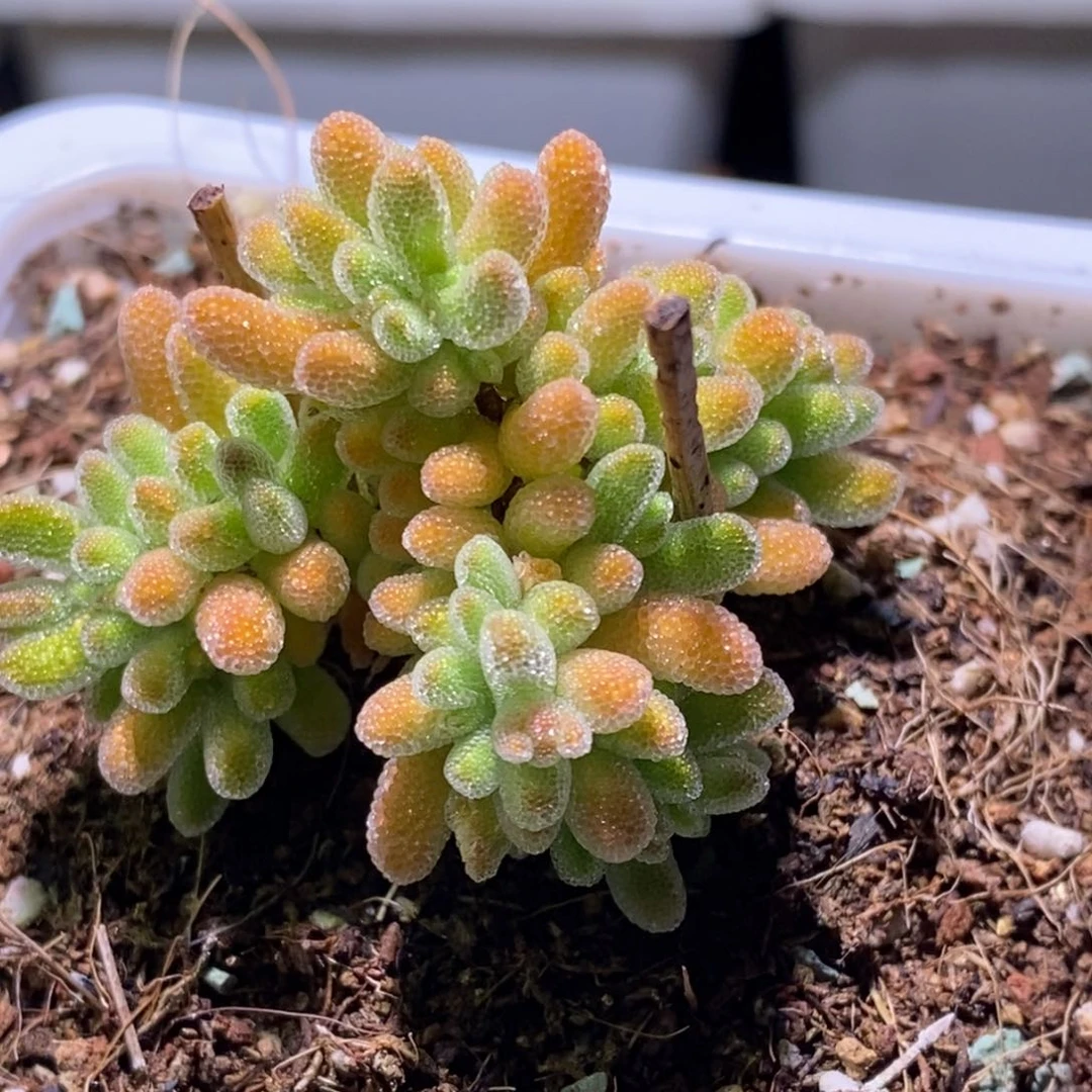 冰晶枝干番杏D472