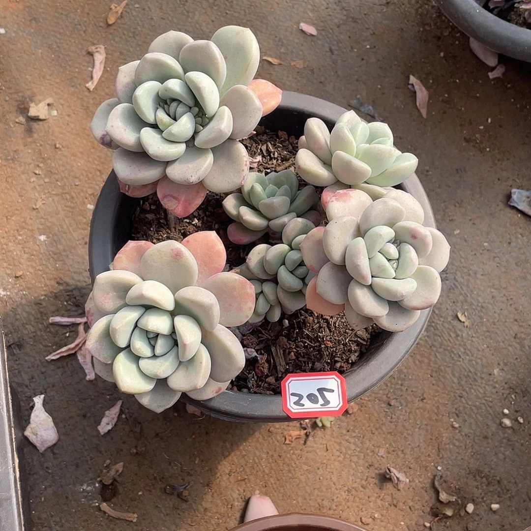 205花瓣露 一物一拍多肉