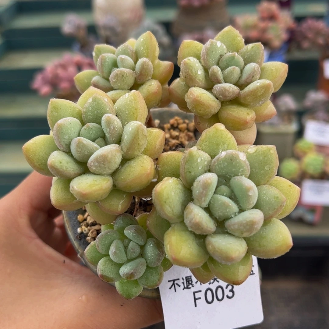 003-萤火虫多肉6cm
