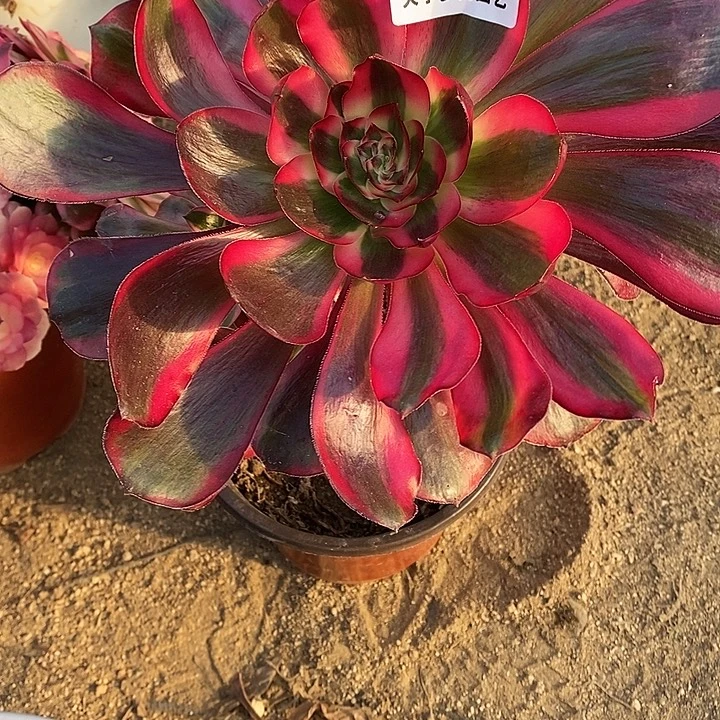 多肉植物巫毒白021多肉