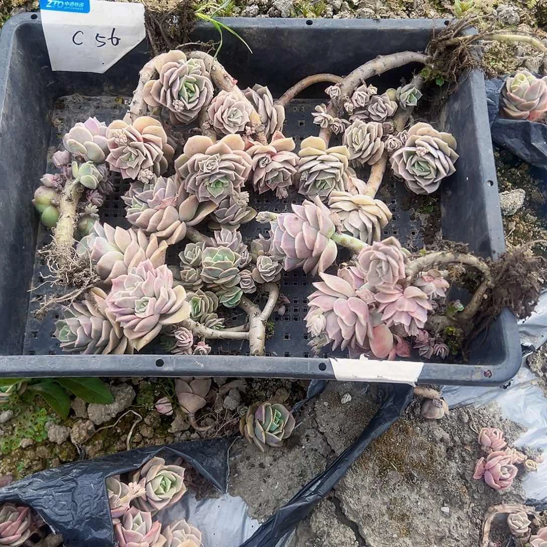 多****层c56不售后5颗