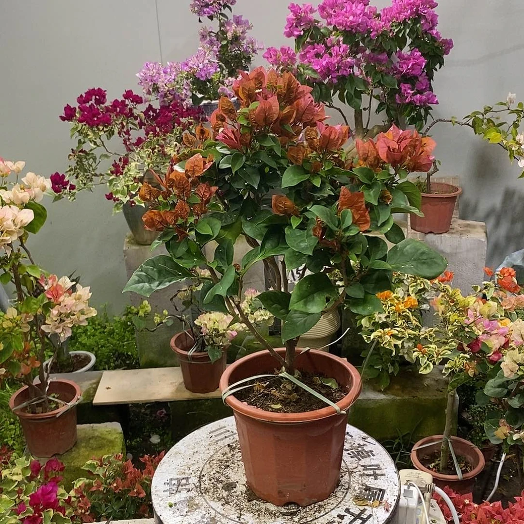 大部分开放少量花苞