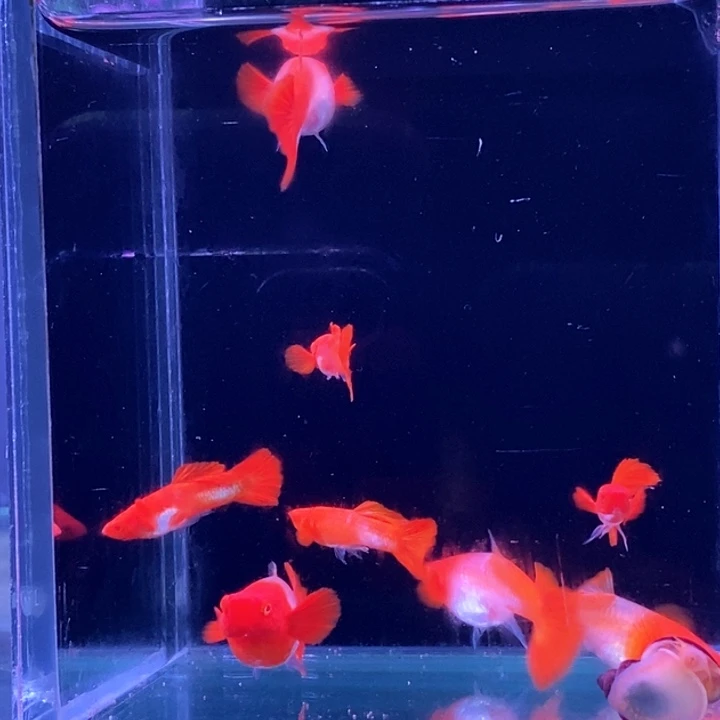 孔雀鱼?*迎红头大西2对分水一对血红一对