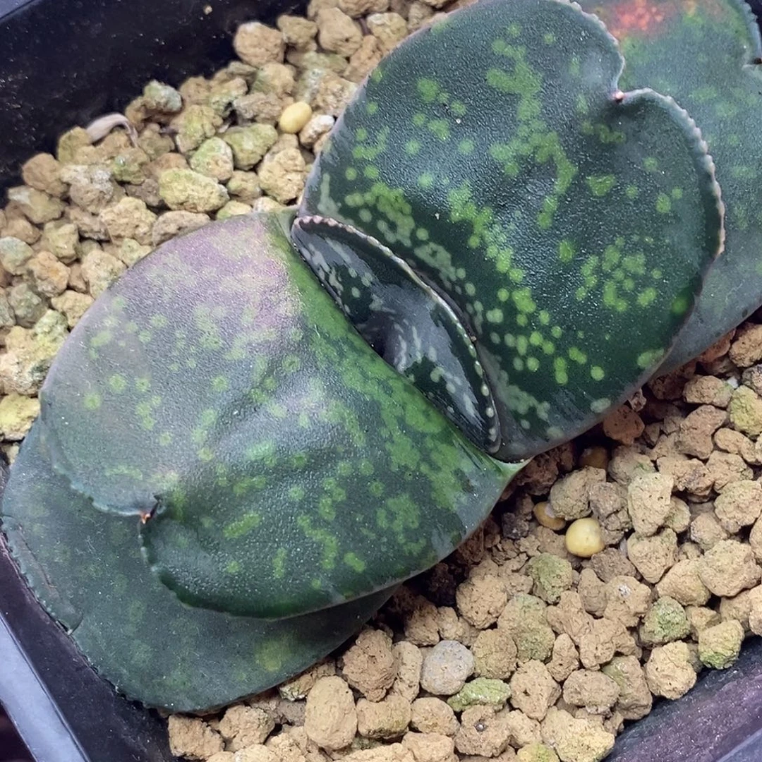 不带盆脱土裸根发货