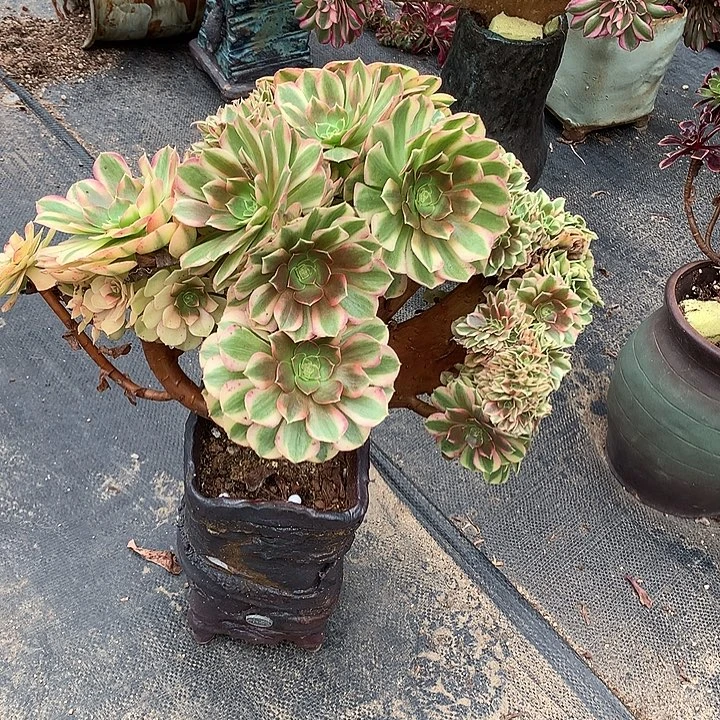 雨和朵朵土与特出吗