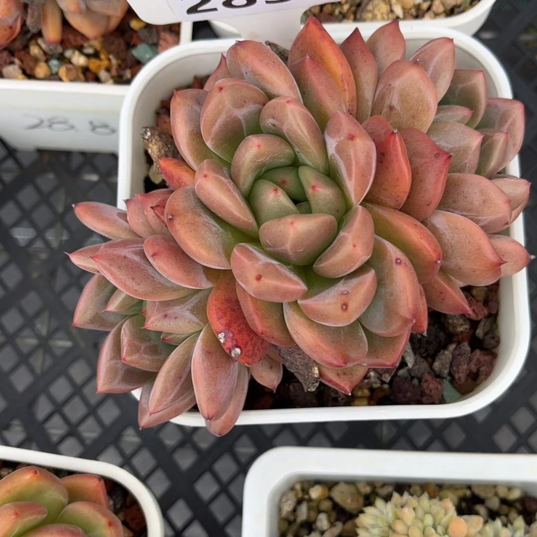 C***没多肉植物2836………..