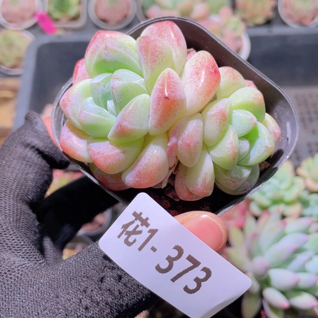 花利美1-373冰玉