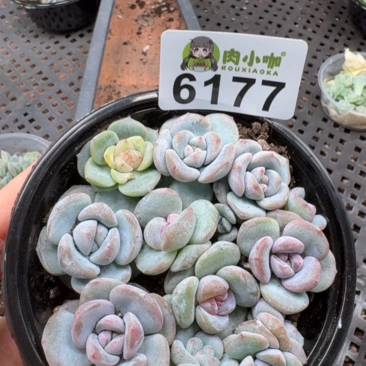 花***圆多肉植物多肉植物
