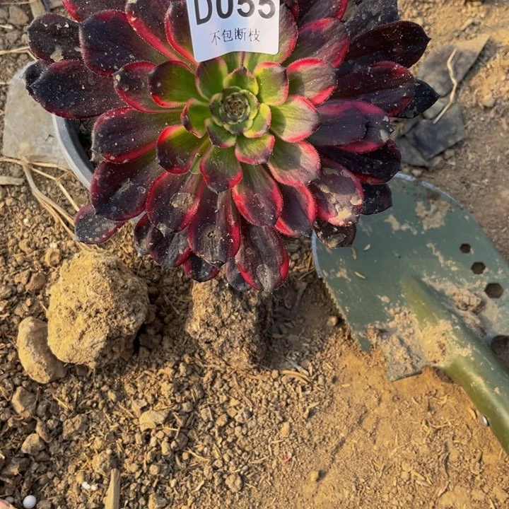 055黑金刚多肉法师不包断枝