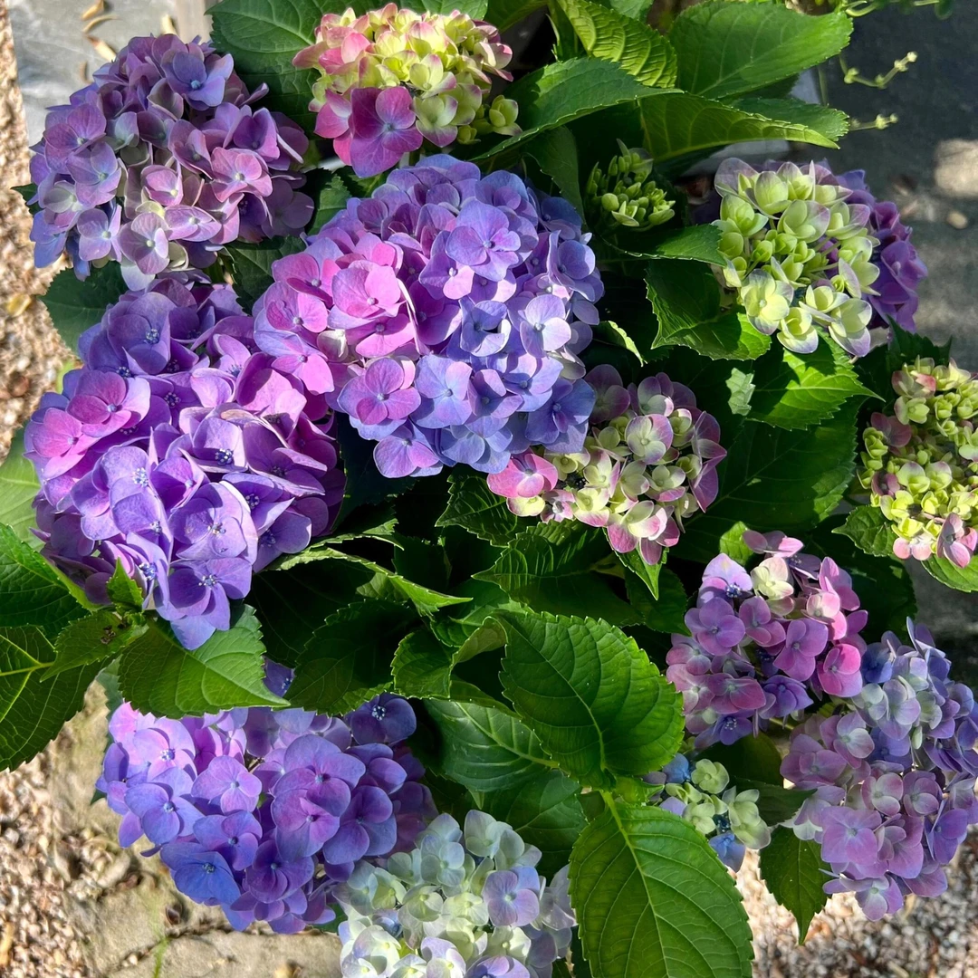 沉香 绣球云南基地直发带花苞耐寒老桩好养美观新手易养