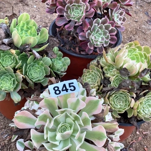金丝雀粉花妖法师多肉植物845