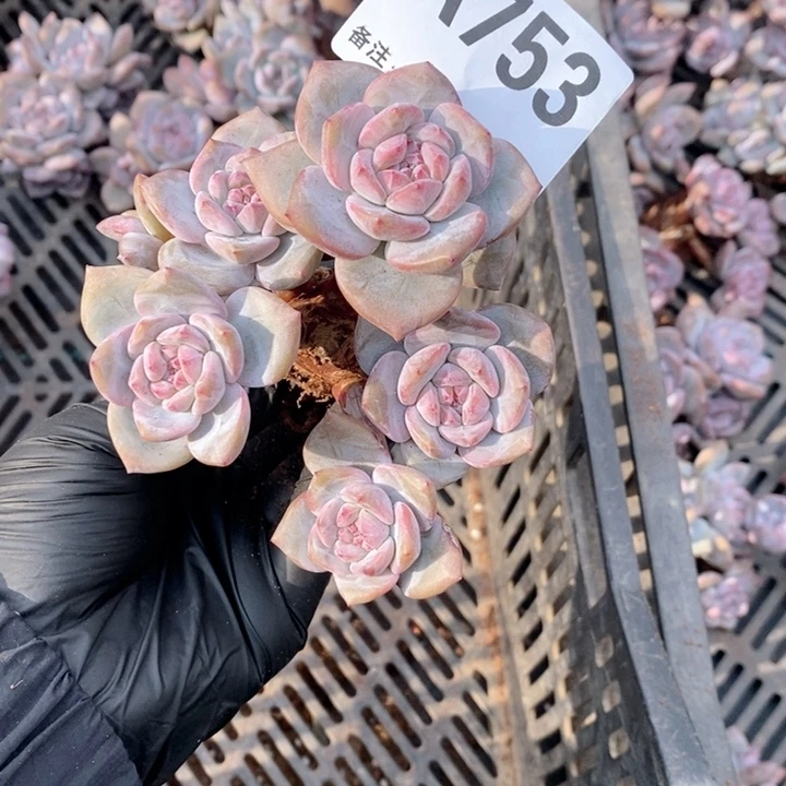 753 石榴籽星影突尼斯多头