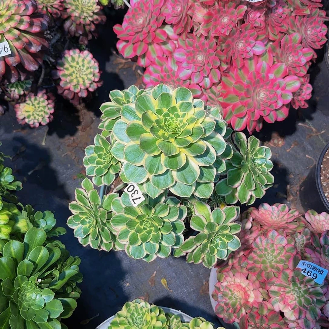 g**l730多肉法师锦11111